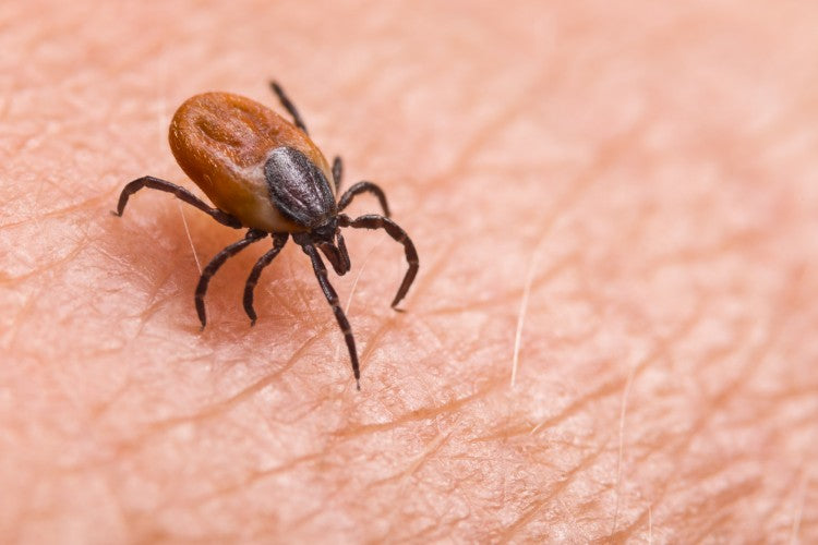 Lyme Disease Screening